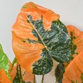 Planta artificiala, Syngonium fara ghiveci, Naimeed D5634, 70x60 cm, Portocaliu Planta artificiala, Syngonium fara ghiveci, Naimeed D5634, 70x60 cm, Portocaliu