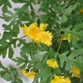 Planta artificiala curgatoare, inaltime 83cm, Naimeed D5012, Galben Planta artificiala curgatoare, inaltime 83cm, Naimeed D5012, Galben