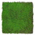 Covor muschi artificial de padure, Naimeed D6551, pentru decorare interioara sau exterioara, Verde, 1000x1000x30mm