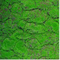Covor muschi artificial de padure, Naimeed D6556, pentru decorare interioara sau exterioara, Verde, 1000x2000x30mm