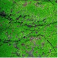 Covor muschi artificial de padure, Naimeed D6556, pentru decorare interioara sau exterioara, Verde, 1000x2000x30mm