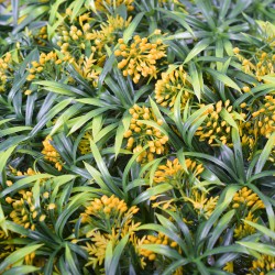 Panou verde din plante artificiale, Naimeed D4975