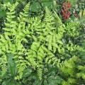 Panou verde din plante artificiale, Naimeed D4979 Panou verde din plante artificiale, Naimeed D4979