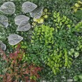 Panou verde din plante artificiale, Naimeed D4983 Panou verde din plante artificiale, Naimeed D4983