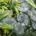Panou verde din plante artificiale, Naimeed D4985