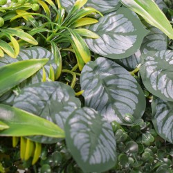 Panou verde din plante artificiale, Naimeed D4985